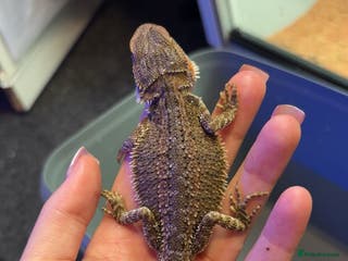 Bearded Dragon reptiles mixed morph bearded dragon - Advert 3