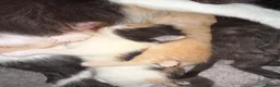 Mixed Breed cats for sale: Mix breed kittens - Advert 12