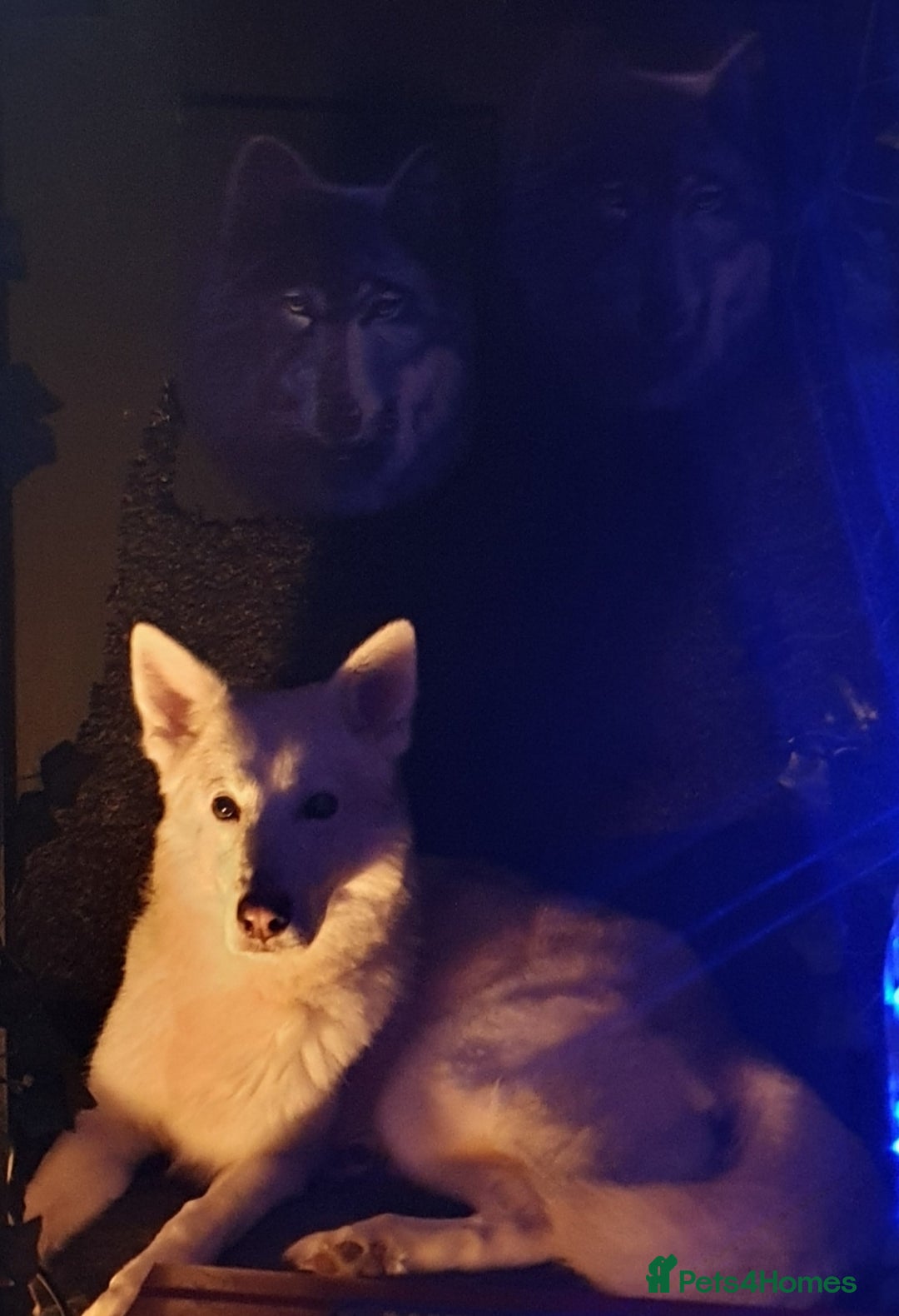 German Shepherd dogs for stud: STUD - German Shepheard X husky  - Image 2