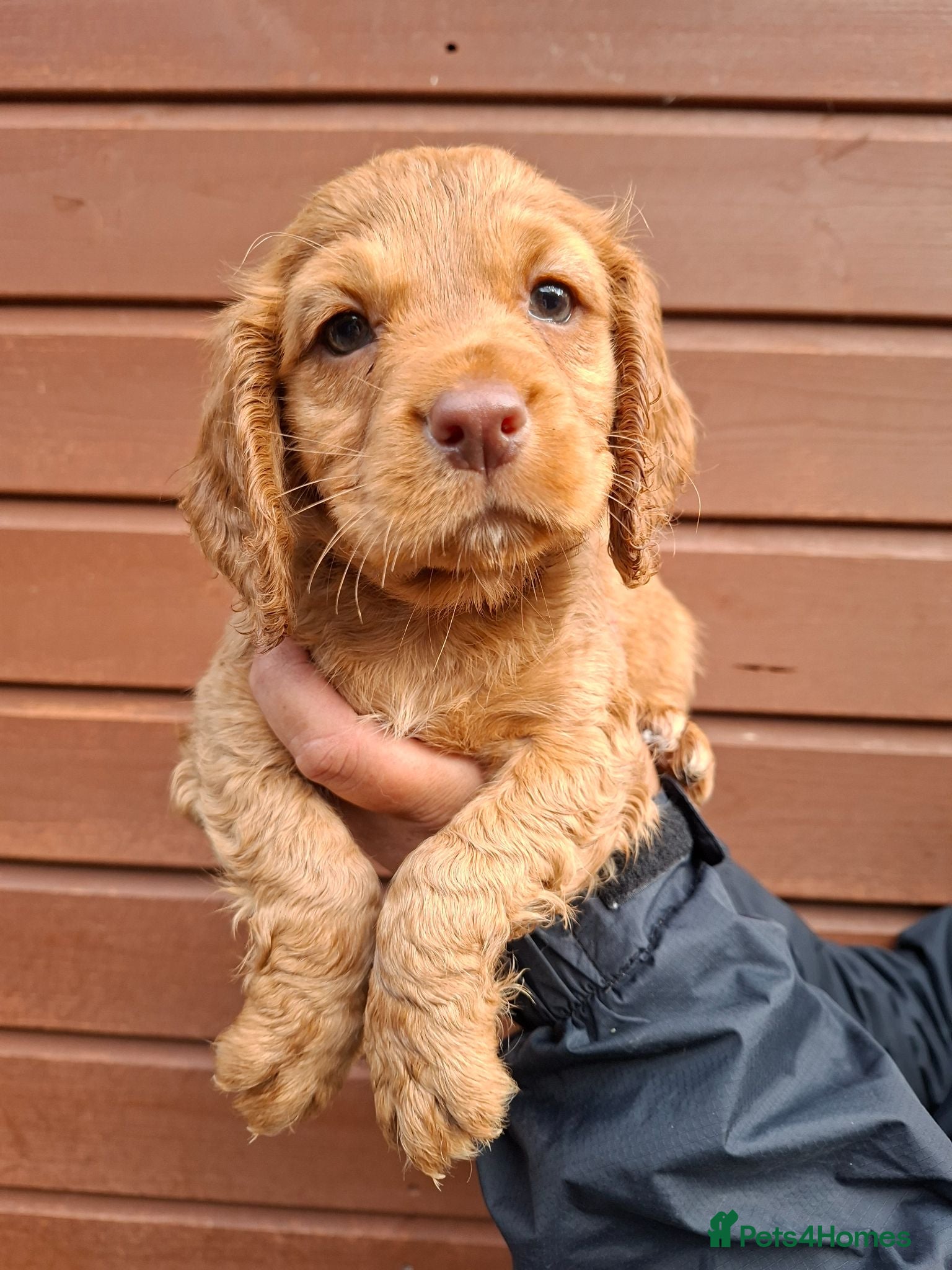 Cocker Spaniel dogs Cocker pups, ONE MALE left in first picture  - Advert 16