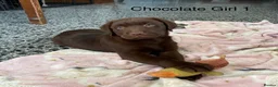 Labrador Retriever dogs for sale: Chunky Labrador Puppies - Advert 5