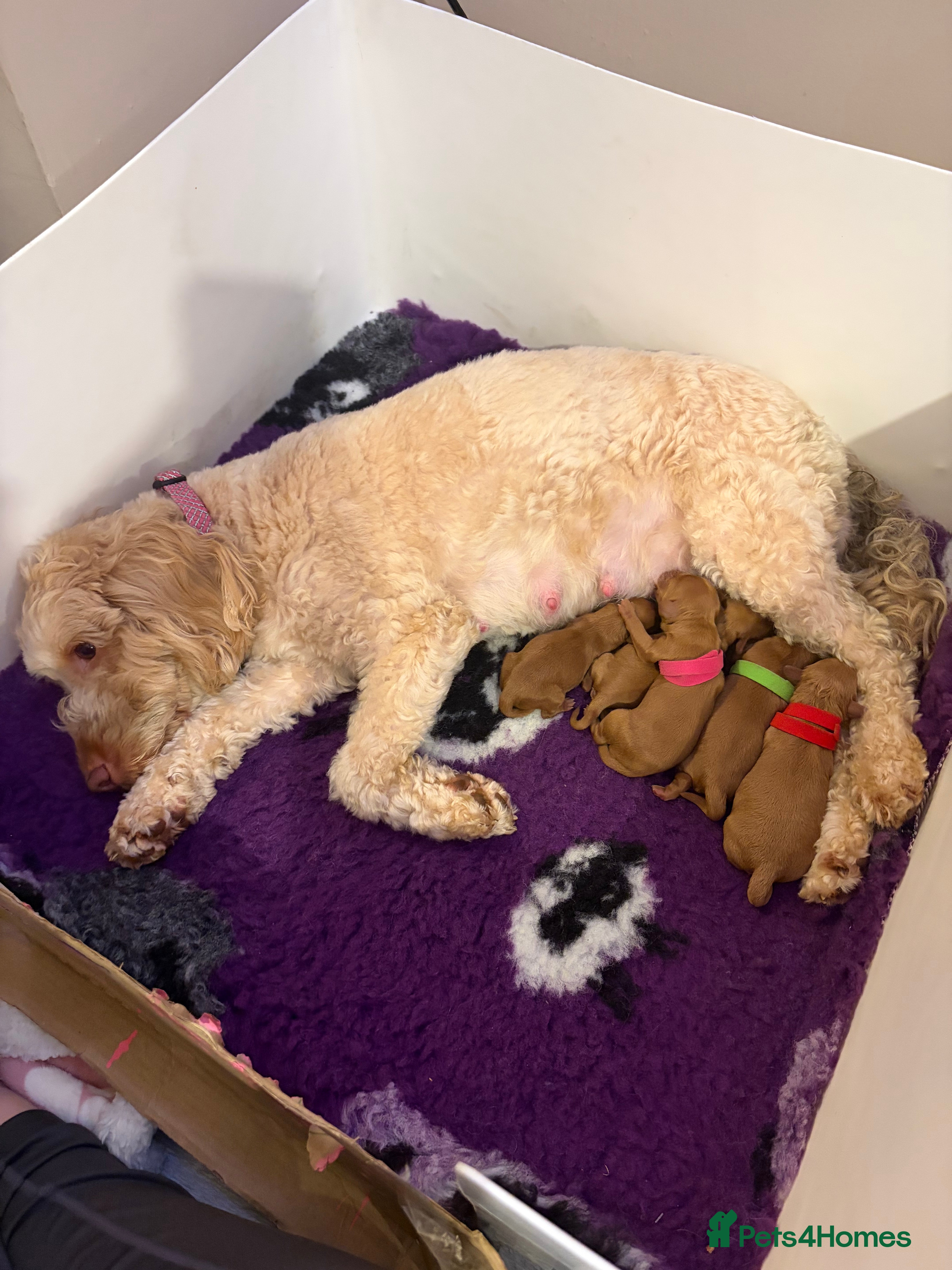 Cockapoo dogs for sale: F1B Toy Cockapoos for sale in Alexandria - Advert 2