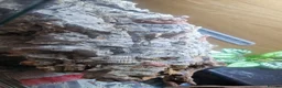 Bearded Dragon reptiles for sale: Bearded dragon baby's for sale  - Advert 3