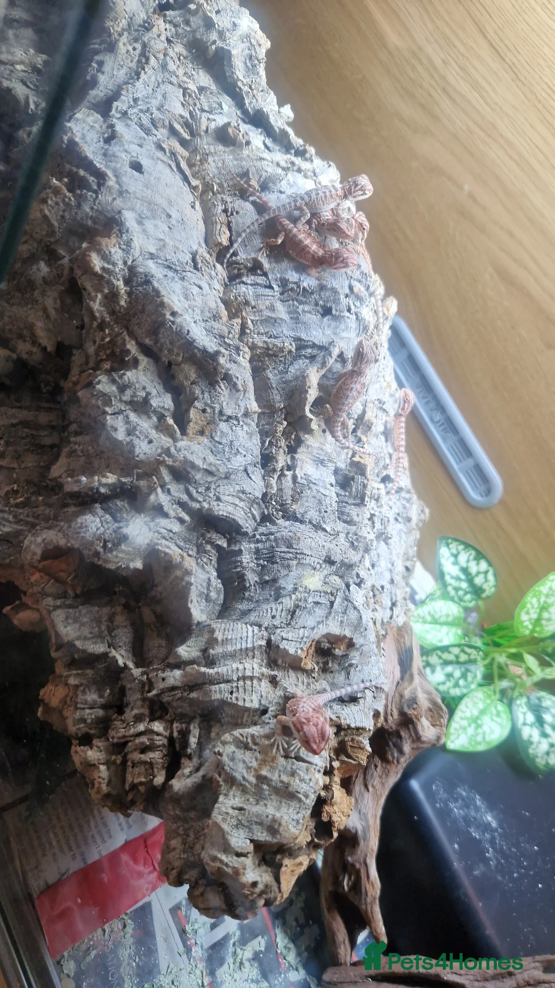 Bearded Dragon reptiles for sale: Bearded dragon baby's for sale  - Advert 3