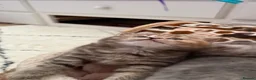 British Shorthair cats for sale: Cutest bsh babies 🤍🦋🤍  - Advert 15