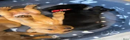 Labrador Retriever dogs for sale: Labrador puppies  in Weymouth - Advert 25