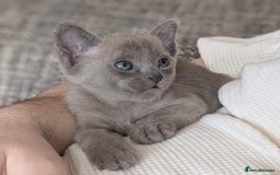 Burmese cats for sale: Exceptional Burmese Kittens  - Image 6
