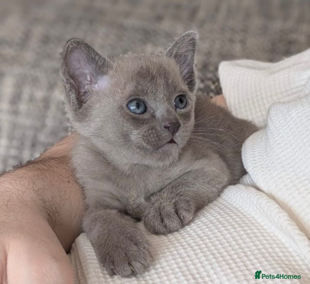 Burmese cats for sale: Exceptional Burmese Kittens  - Image 6