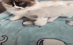 Ragdoll cats for sale: Beautiful girl Ragdoll  - Image 6