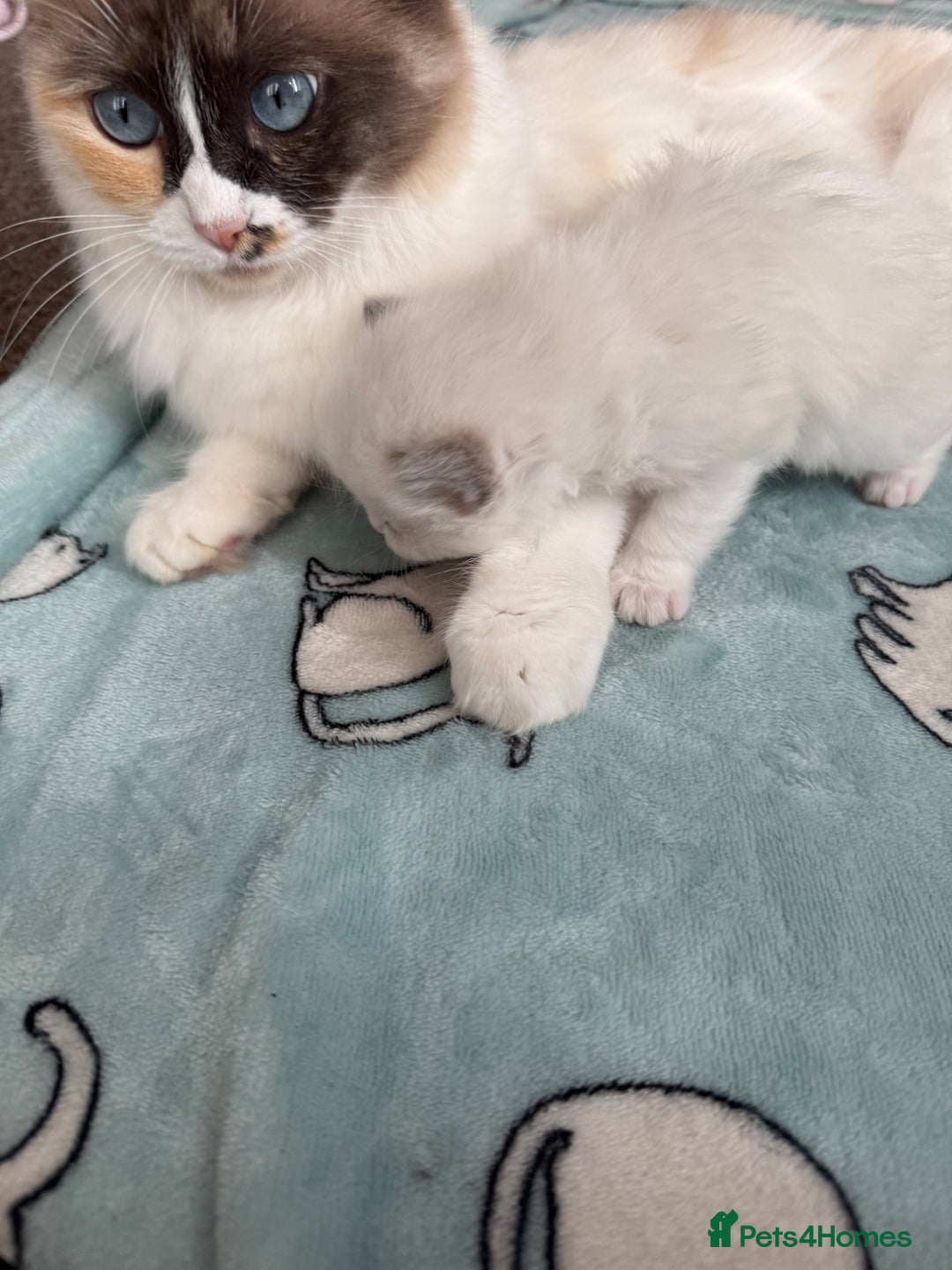 Ragdoll cats for sale: Beautiful girl Ragdoll  - Image 6