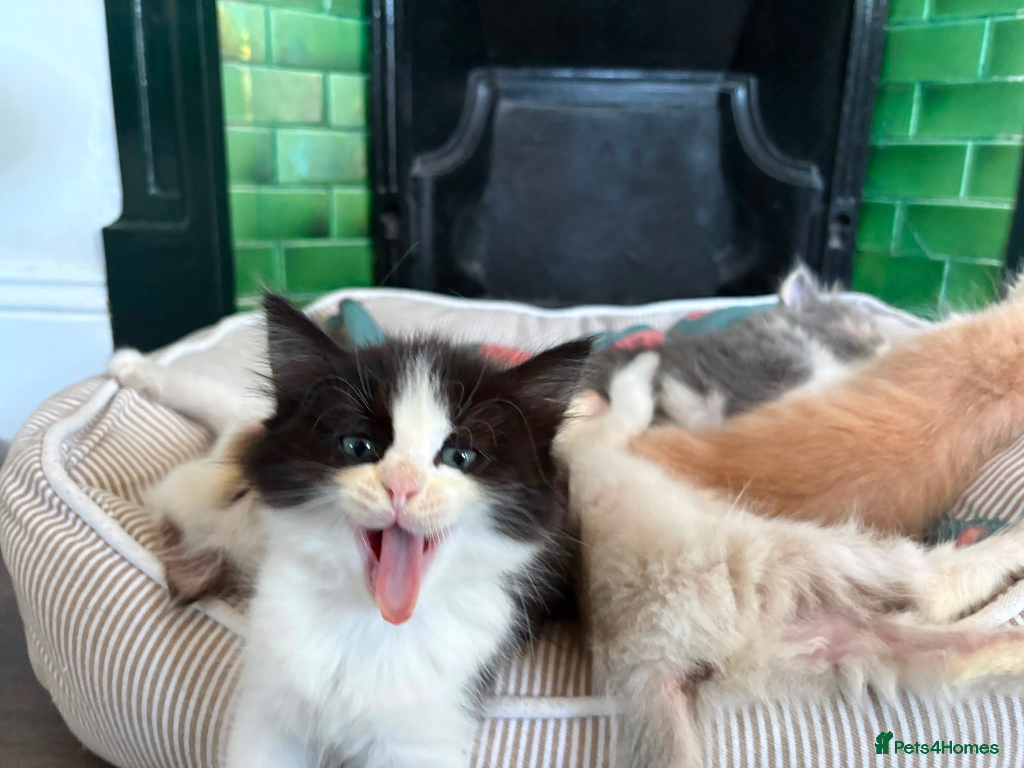 Ragdoll cats ✨1 LEFT - Beautiful Ragdoll Kittens✨ - Advert 11