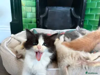 Ragdoll cats ✨1 LEFT - Beautiful Ragdoll Kittens✨ - Advert 2