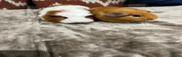 Guinea Pig rodents for sale: 2 female guinea pigs in Belper - Advert 5