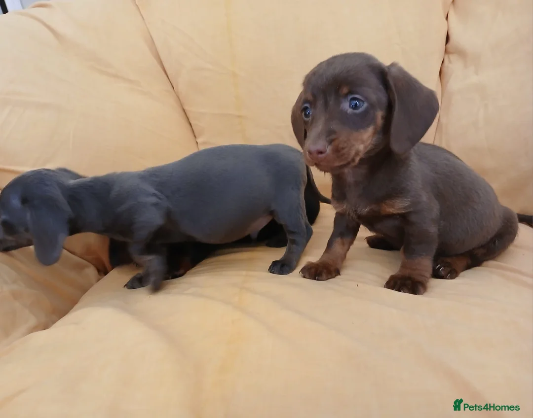 Miniature Dachshund dogs for sale: Miniature dachshund puppies ready now - Advert 11