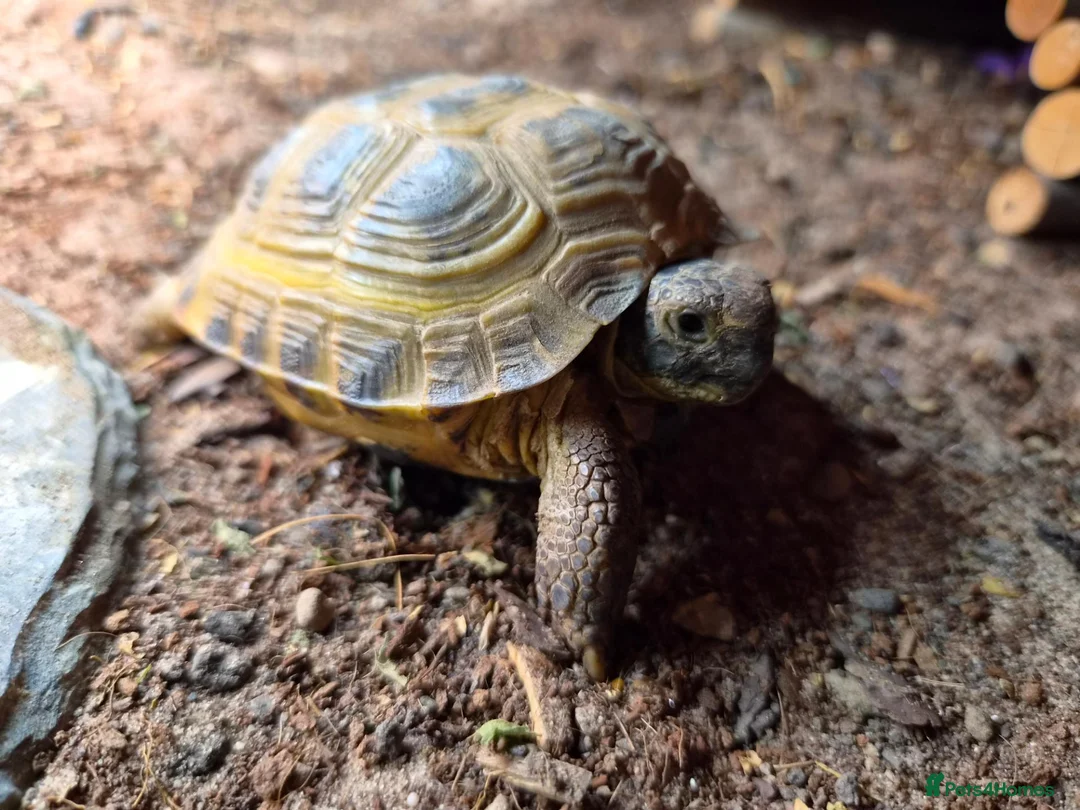 Tortoise reptiles for sale: Horsfield tortoise and full set up - Advert 2