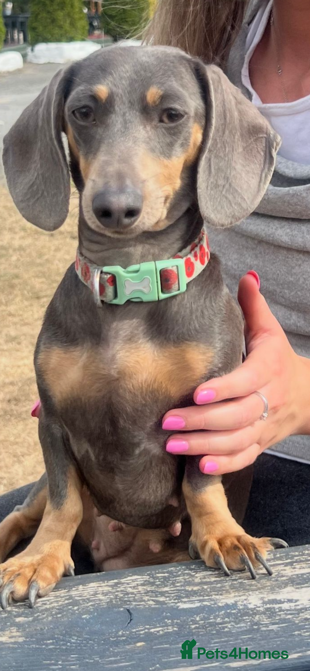 Miniature Dachshund dogs for sale: Stunning Dapple miniature dachshund boy - Advert 4