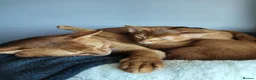 Abyssinian cats for stud: Cinnamon Abyssinian Boy! - Advert 4