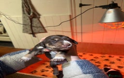 Mixed Breed dogs for sale: Australian Kelpie/Cocker Spaniel Puppies  - Advert 5