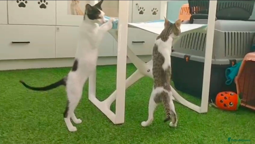 Mixed Breed cats for adoption: [Indoors Only] Yuki & Suki - Adorable Siblings - Advert 8