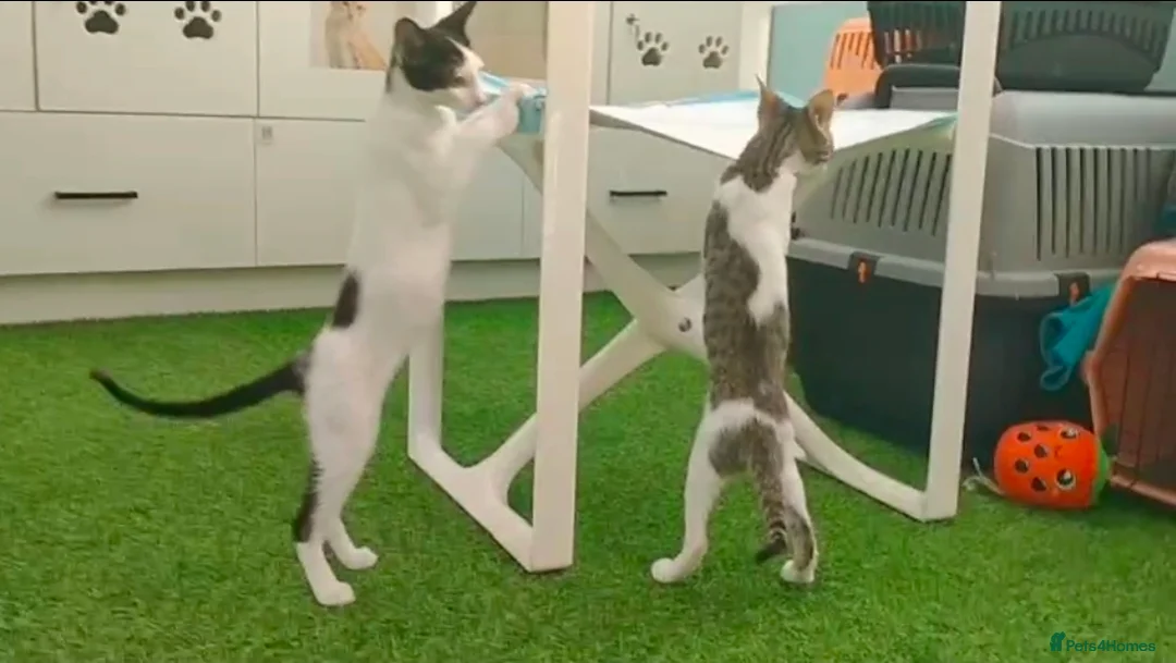 Mixed Breed cats for adoption: [Indoors Only] Yuki & Suki - Adorable Siblings - Advert 10