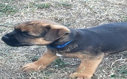Border Terrier dogs for sale:  Border Terrier puppies  - Image 6