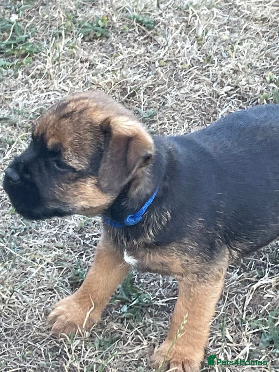 Border Terrier dogs for sale:  Border Terrier puppies  - Image 6