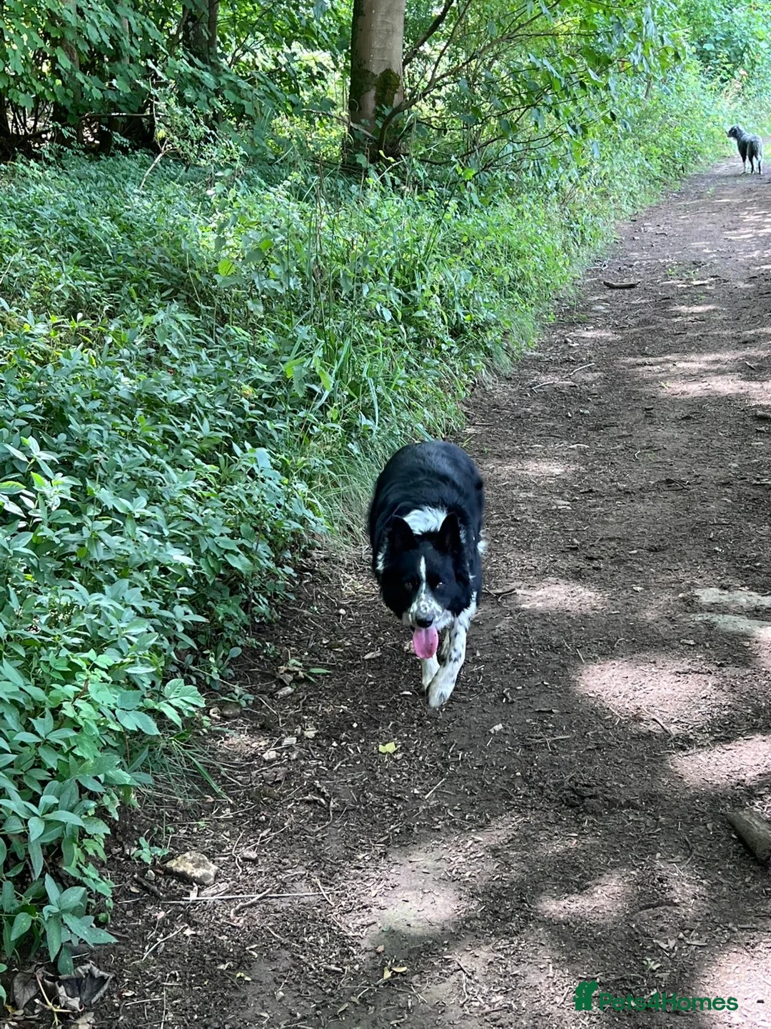 Border Collie dogs for stud: BORDER COllIE for STUD  in Cheltenham - Advert 2