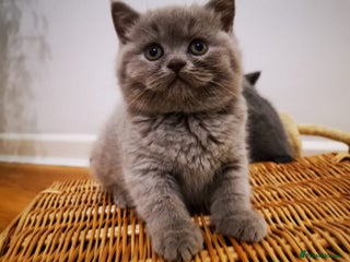 British Shorthair cats British shorthair kittens - ready now - Advert 18