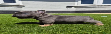 French Bulldog 3
