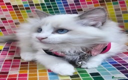 Ragdoll cats for sale: Ragdollkittens health tested gccf/tica parents  - Image 10