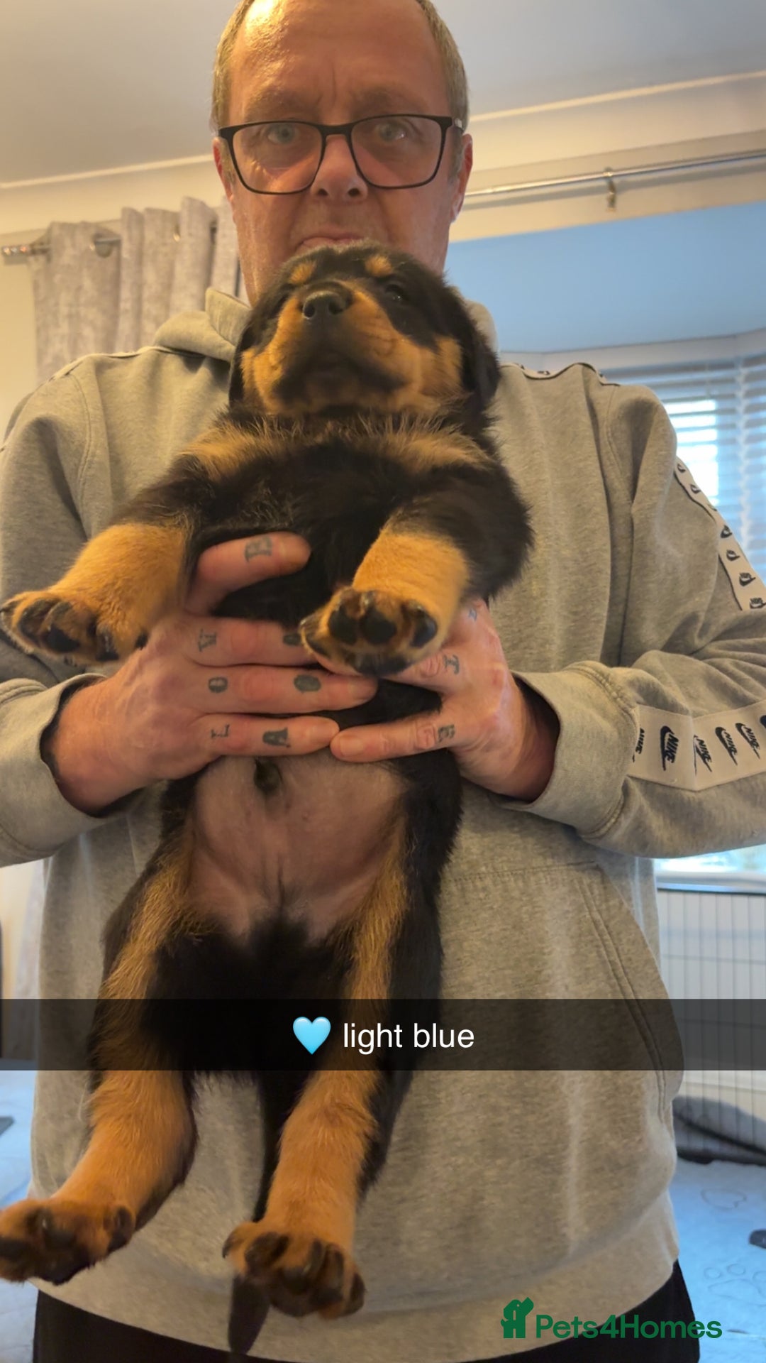 Rottweiler dogs for sale: Big boned chunky Rottweiler puppies - Advert 27