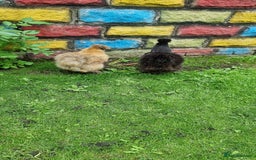 Chickens poultry for sale: Silkie chickens for sale - Image 4