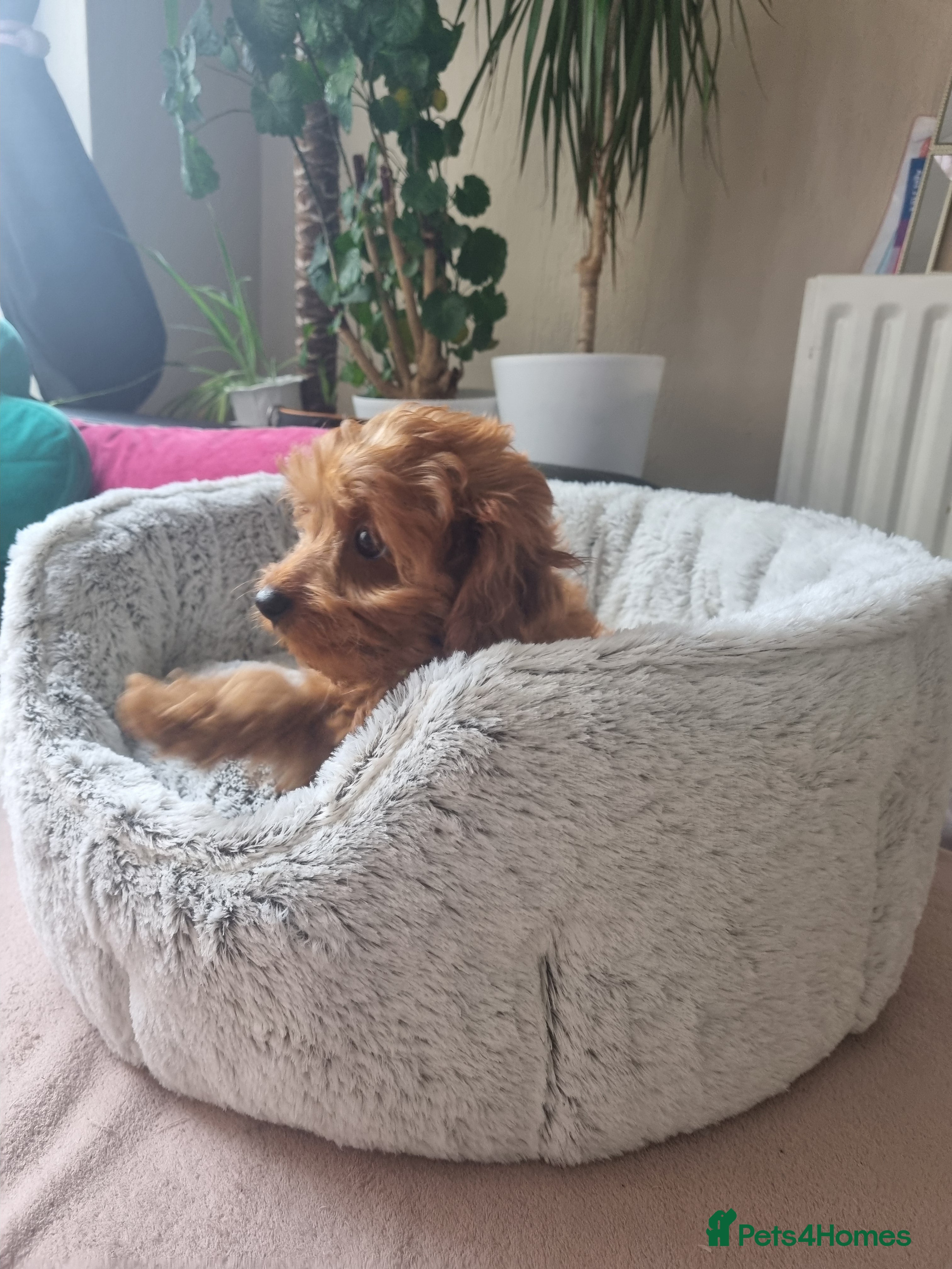 Cavapoo dogs Cavapoo F2 - Advert 3