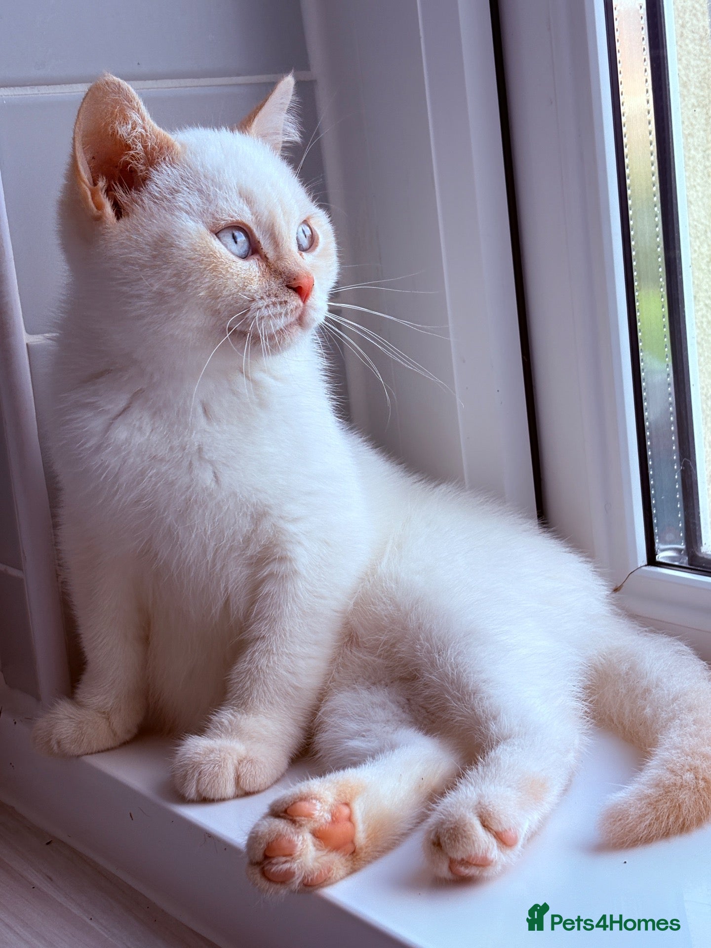 British Shorthair cats for sale: Ready Now 😻 Beautiful GCCF BSH Kittens - Advert 2