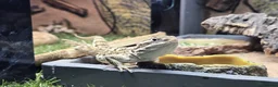Dragon reptiles for sale: Rankins dragon  - Advert 3