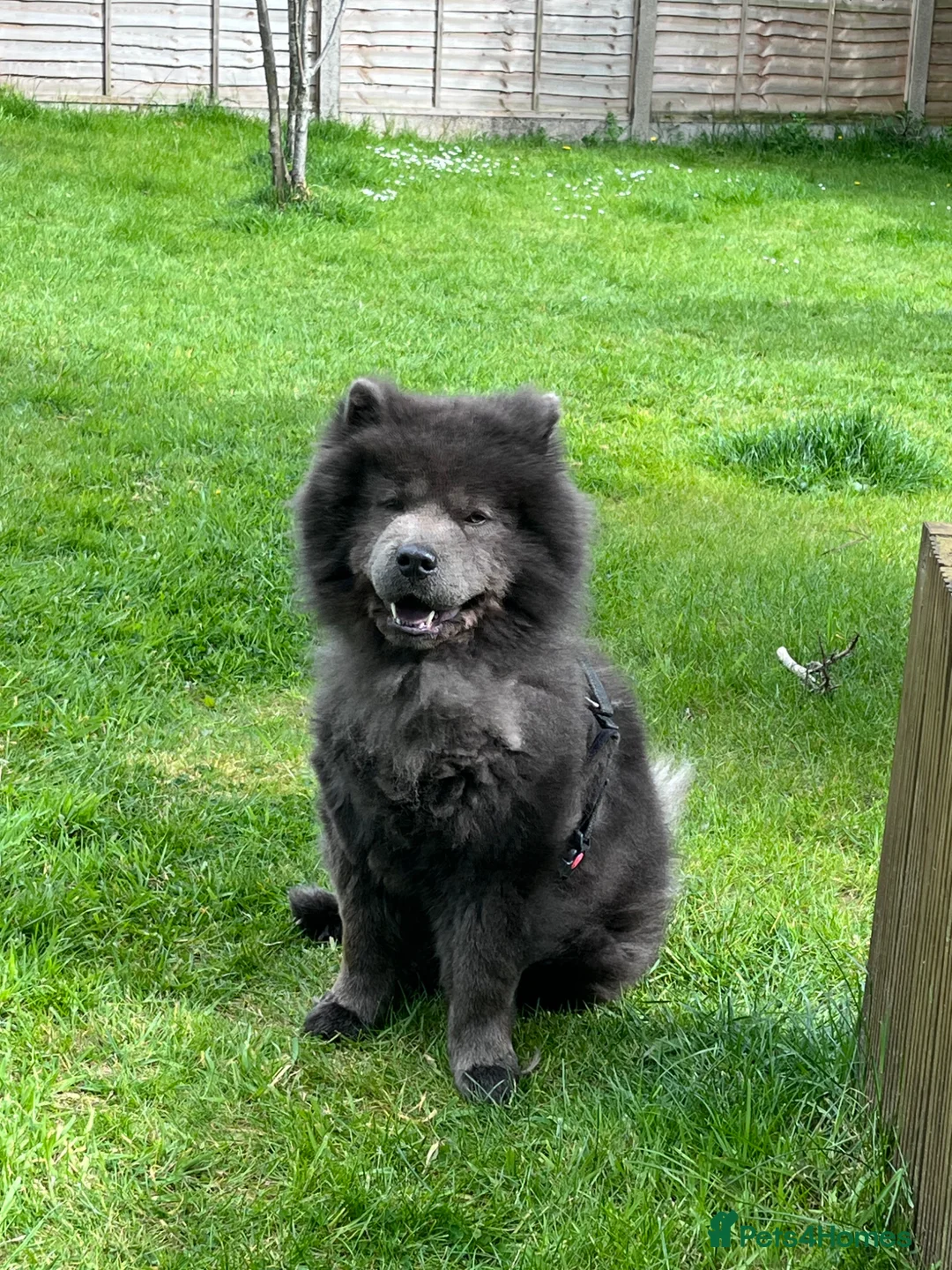 Chow Chow dogs for sale: Chow Chow  **   in Halesowen - Advert 4