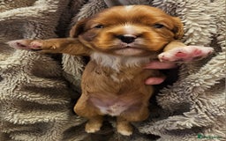 Cavalier King Charles Spaniel dogs for sale: Cavalier king charles spaniel puppies  - Advert 3