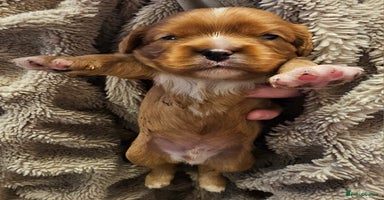 Cavalier King Charles Spaniel dogs Cavalier king charles spaniel puppies  - Advert 13