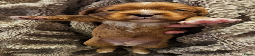 Cavalier King Charles Spaniel Puppy 1