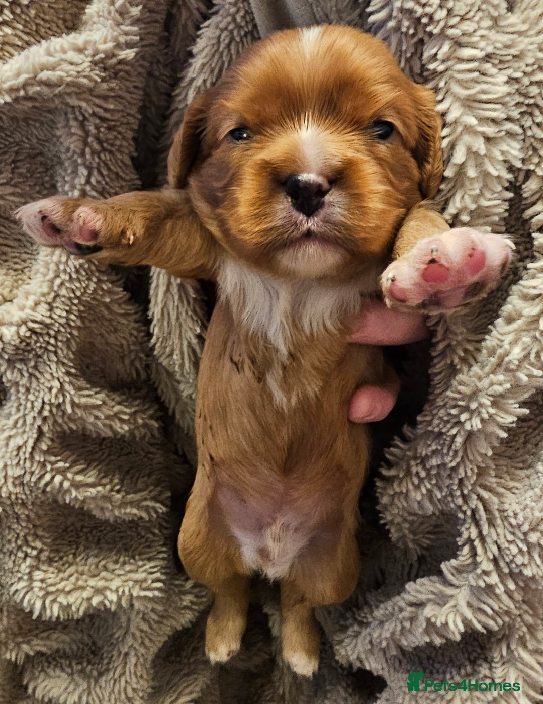 Cavalier King Charles Spaniel dogs for sale: Cavalier king charles spaniel puppies  - Advert 3