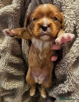 Cavalier King Charles Spaniel dogs Cavalier king charles spaniel puppies - Advert 4