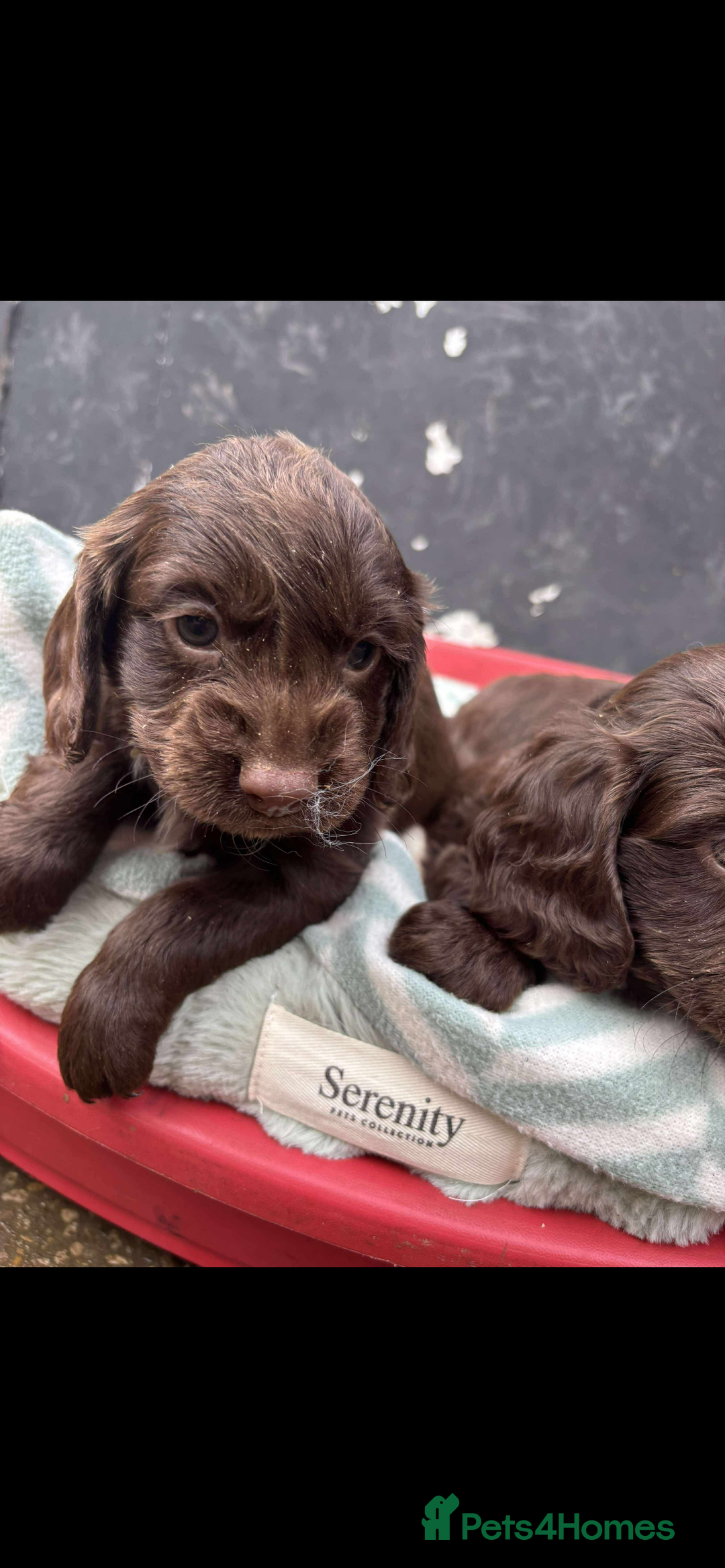 Sprocker dogs for sale: Beautiful Sprocker puppies for sale  - Image 11