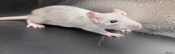 Rat rodents for sale: Baby Rats for homes in Durham - Advert 13