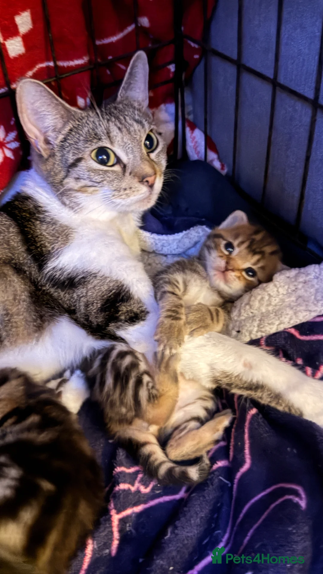 Mixed Breed cats for sale: Kittens boy  - Advert 1