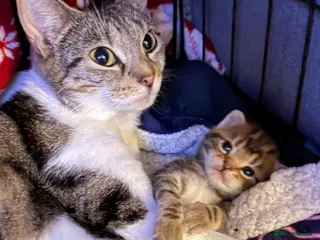 Mixed Breed cats Kittens boy - Advert 1