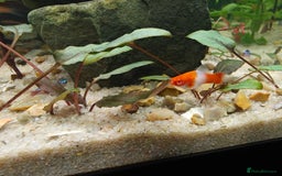 Swordtails fish for sale: Swordtails orange lyretail,kohak,tri colour  - Image 5