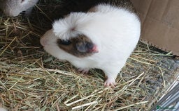 Guinea Pig rodents for sale: Female Guinea Pigs £40 for the pair in Crook - Image 2