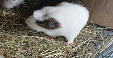 Guinea Pig rodents in Crook - Advert 3