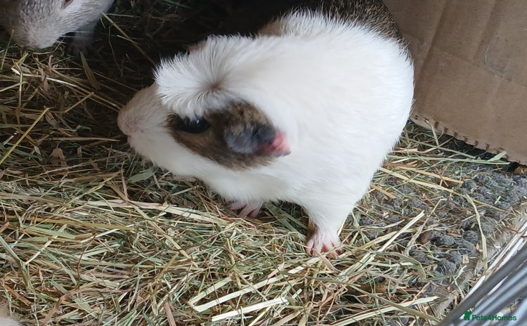 Guinea Pig rodents in Crook - Advert 1
