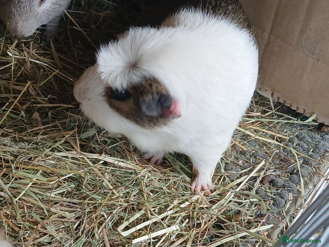 Guinea Pig rodents for sale: Female Guinea Pigs £40 for the pair in Crook - Image 2